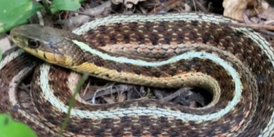 Annapolis snake